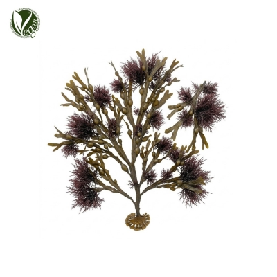 ALGOSOFT&reg; (폴리시포니아 라노사추출물, Polysiphonia Lanosa Extract)