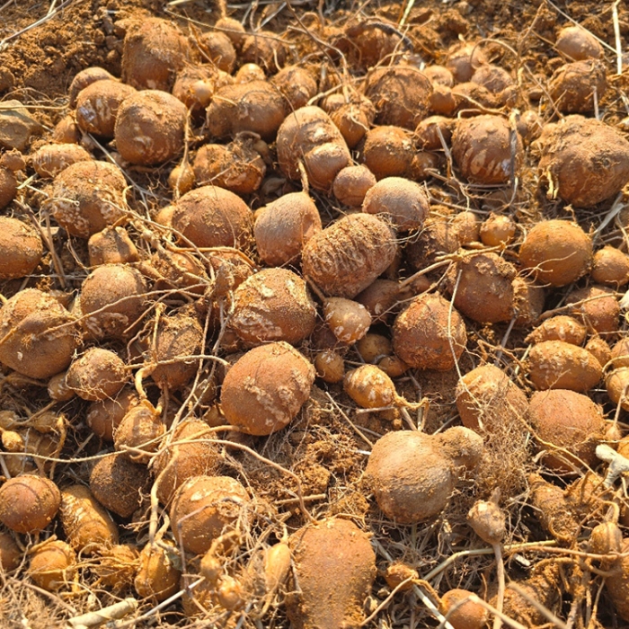 [산지직송] 인디언감자