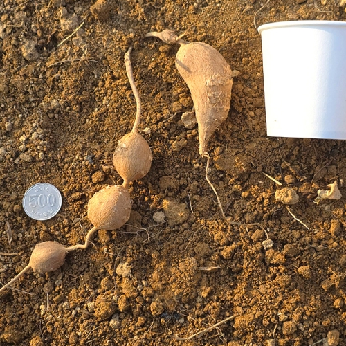 [산지직송] 인디언감자