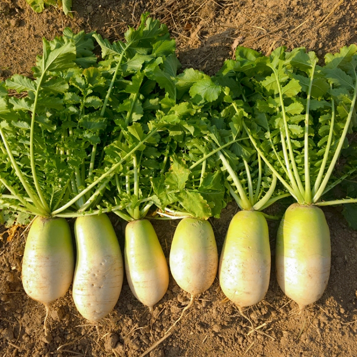 [산지직송] 해풍 맞은 아삭 꿀무