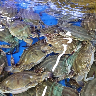 서해안 활 숫꽃게 1kg (3-6미)