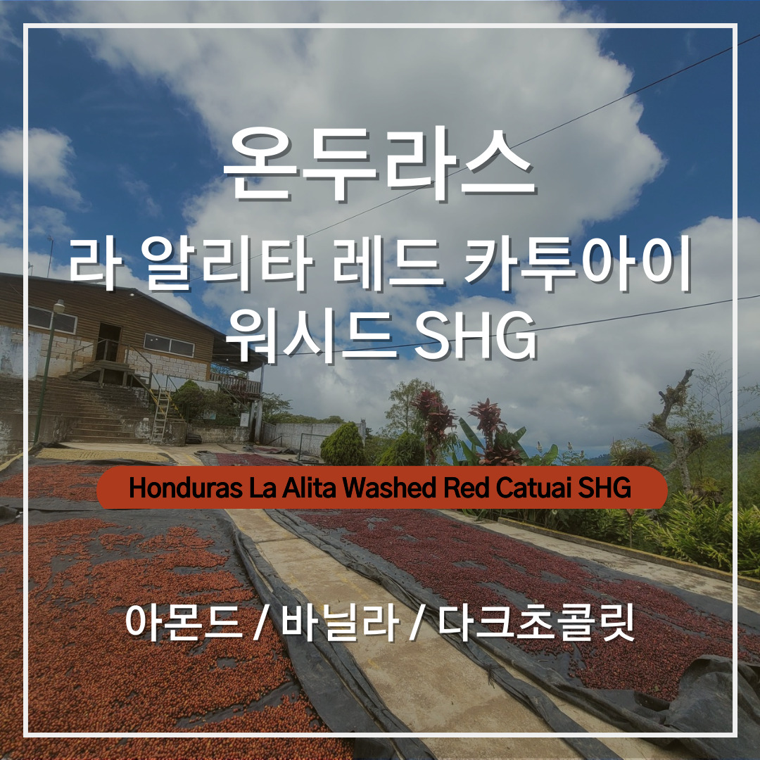 온두라스 라 알리타 레드 카투아이 워시드 SHG