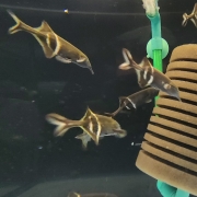 엘리펀트 노즈