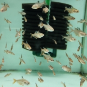 롱핀 샤페