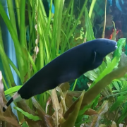 블랙 고스트