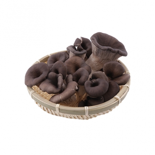 완주로컬푸드 느타리버섯 400g
