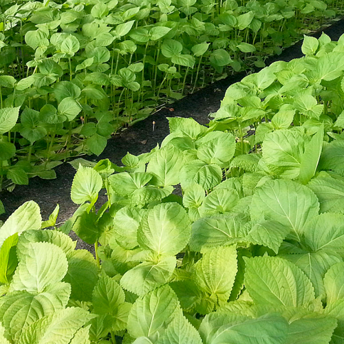 완주로컬푸드 깻잎 25장