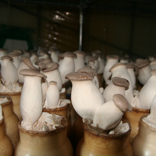 전북완주 새송이버섯 400g (국내산)