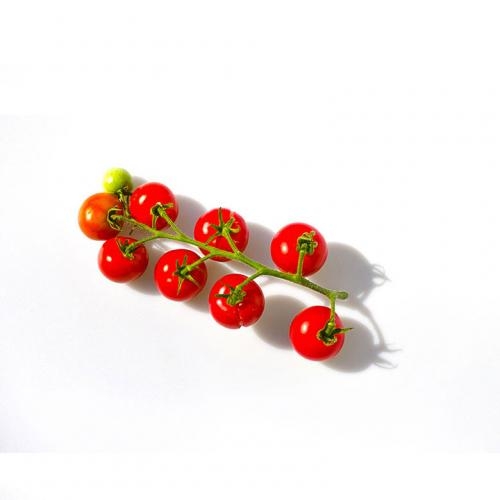 완주로컬푸드 대추방울토마토 1kg