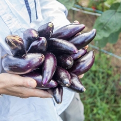 완주산 가지 1kg