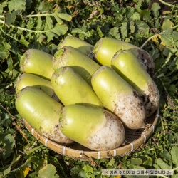 완주산 무 2kg