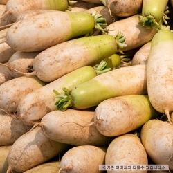 완주산 무 10kg
