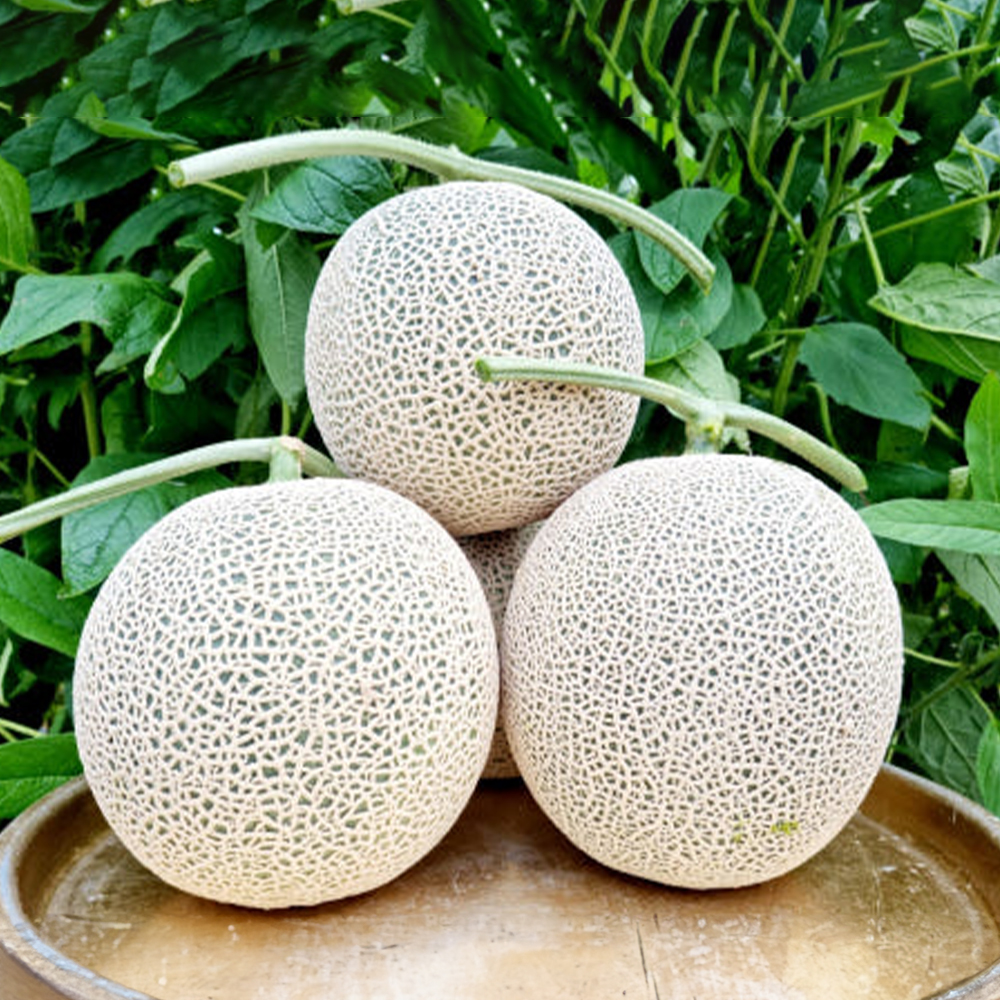 주주농장 얼스메론 (4kg~8kg)