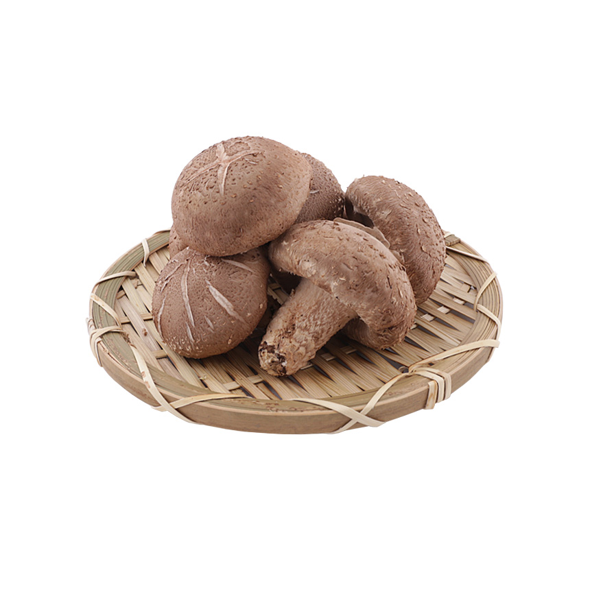 완주로컬푸드 표고버섯(배지) 200g