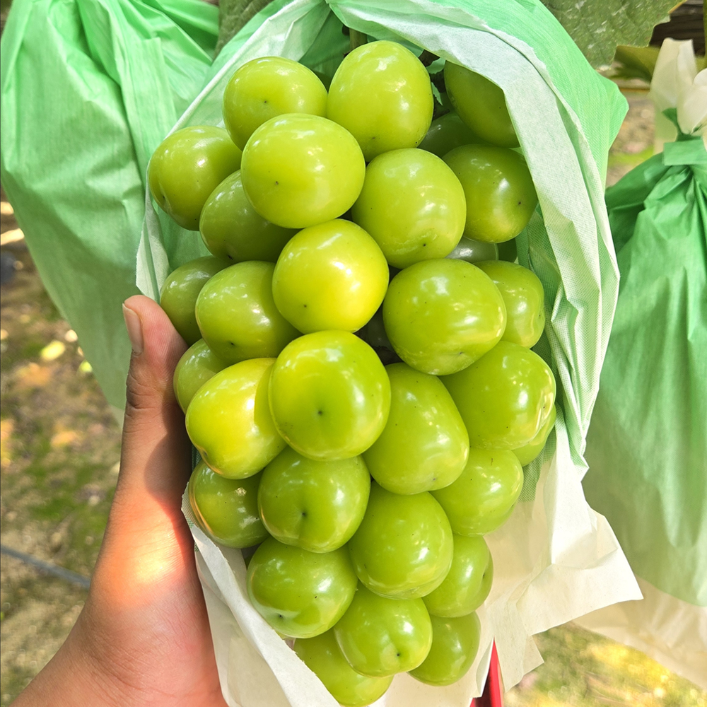 우정농장 샤인머스켓 2kg ~ 4kg
