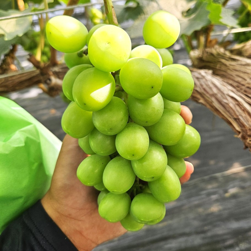 우정농장 샤인머스켓 2kg ~ 4kg