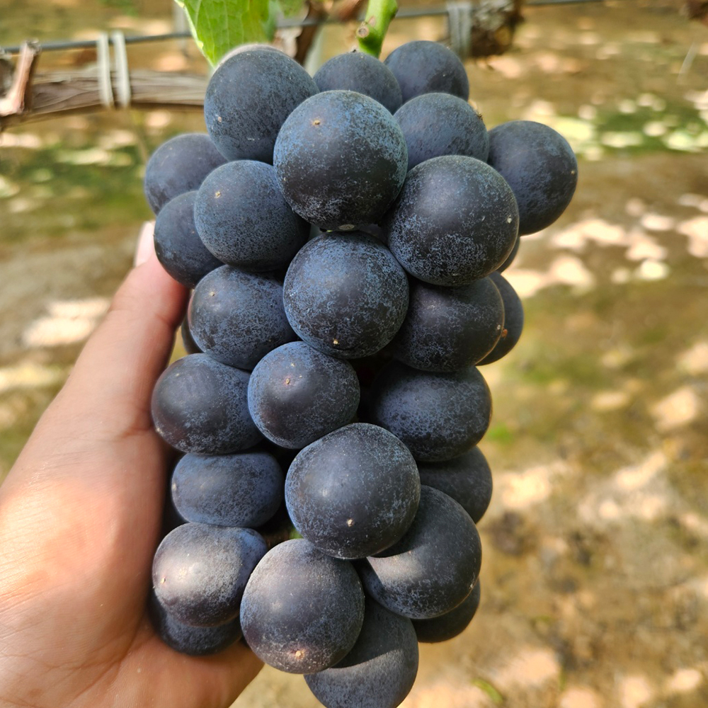 우정농장 거봉 2kg ~ 4kg