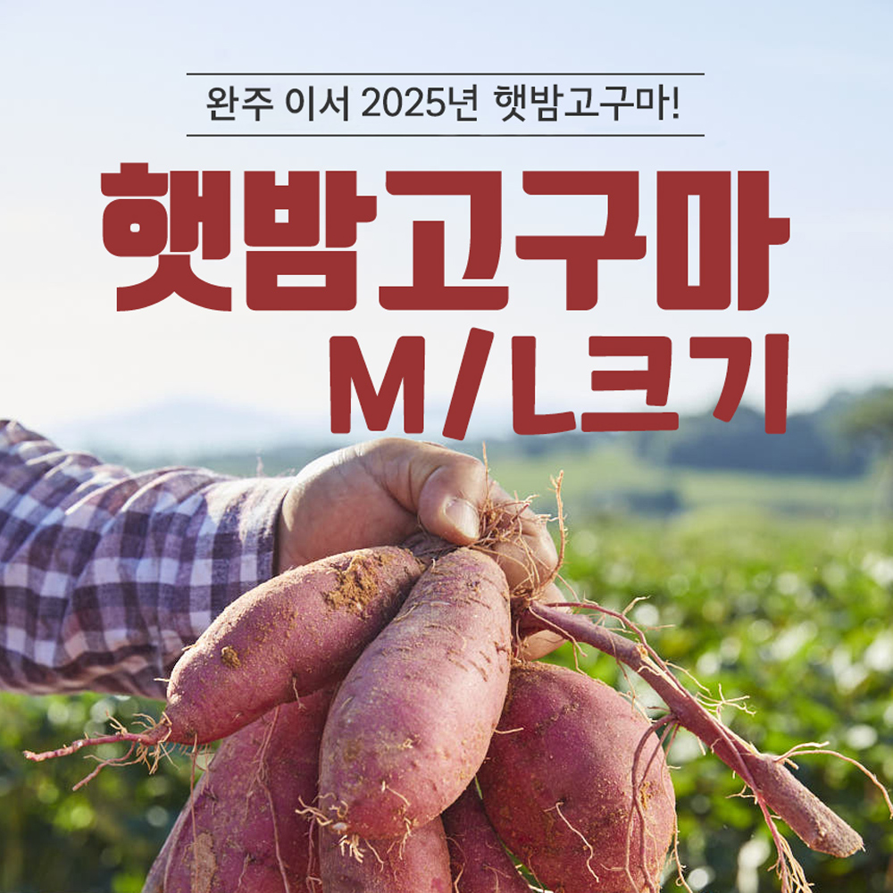 코치푸드 완주 이서 2025년 햇밤고구마 (M,L사이즈 혼합)