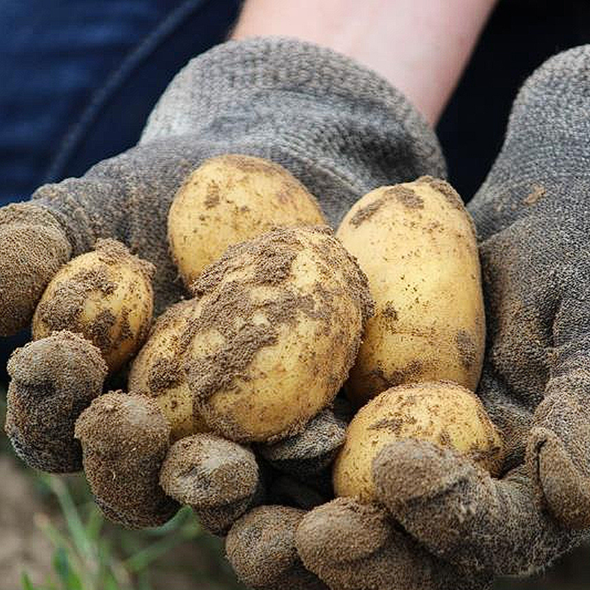 완주산 감자(특) 3kg,5kg,10kg