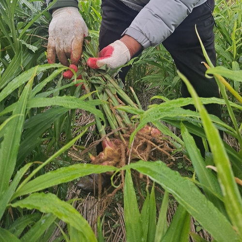 봉동들녘 완주 흙생강 10kg