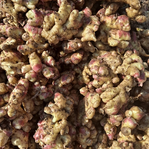 봉동들녘 완주 흙생강 10kg