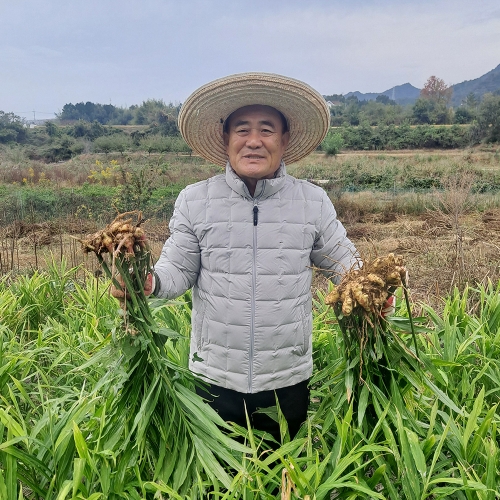 봉동들녘 완주 흙생강 10kg