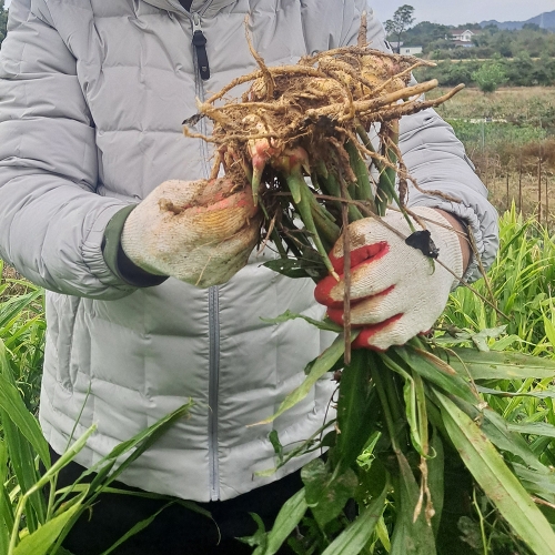 봉동들녘 완주 흙생강 10kg