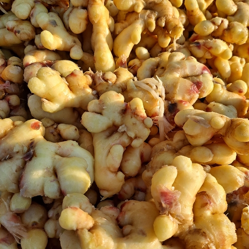 봉동들녘 완주 세척생강 5kg