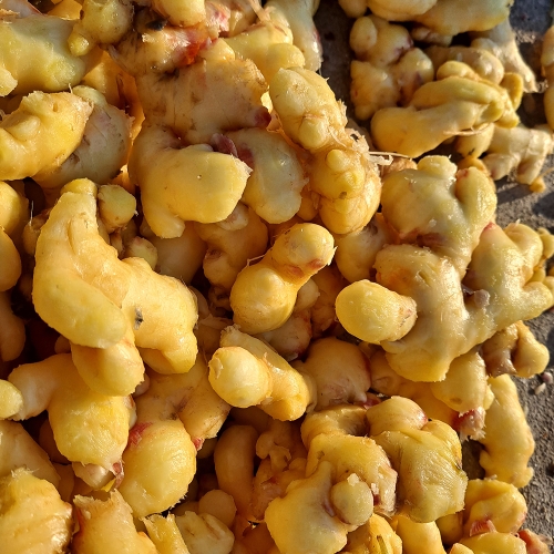 봉동들녘 완주 세척생강 5kg