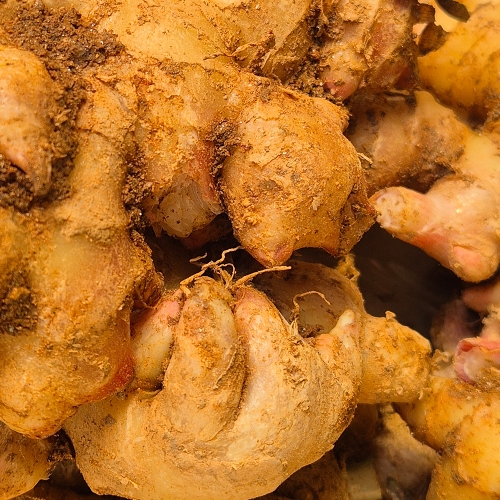 서두생강마을 토종생강 3kg