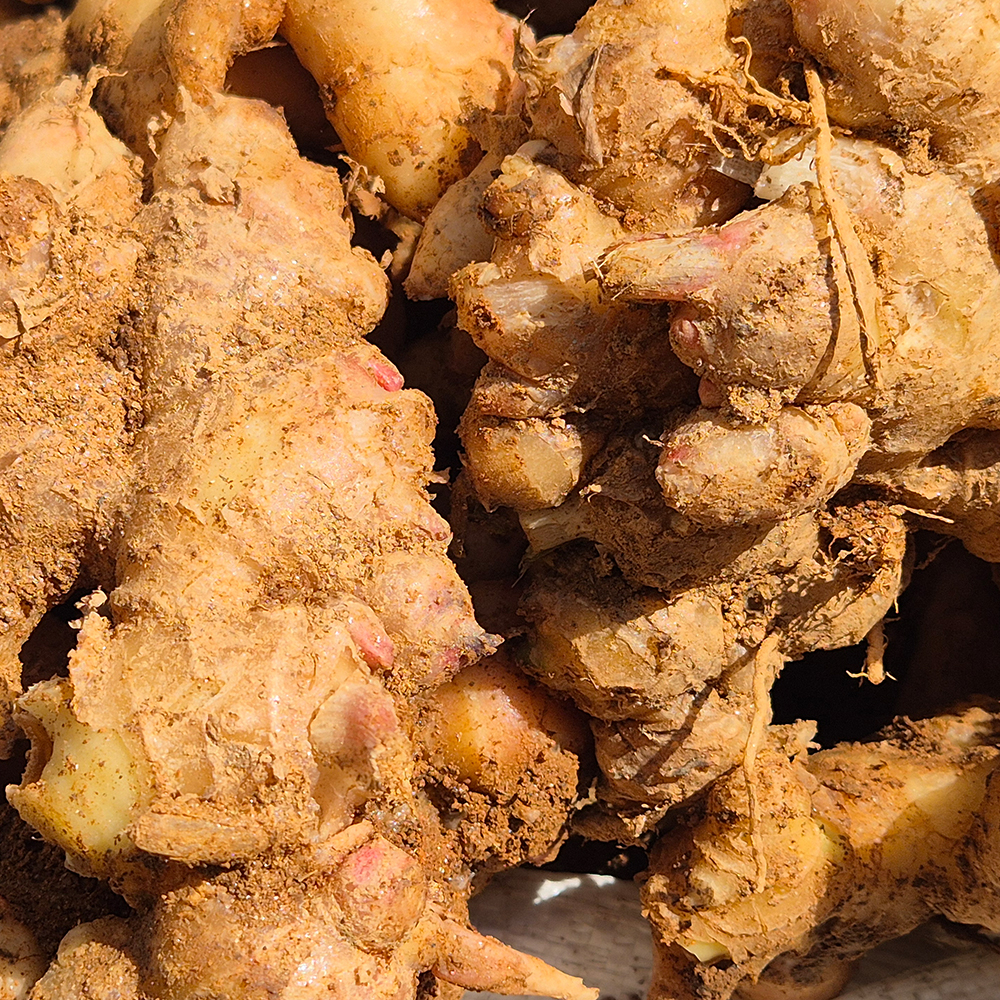 서두생강마을 토종생강 3kg