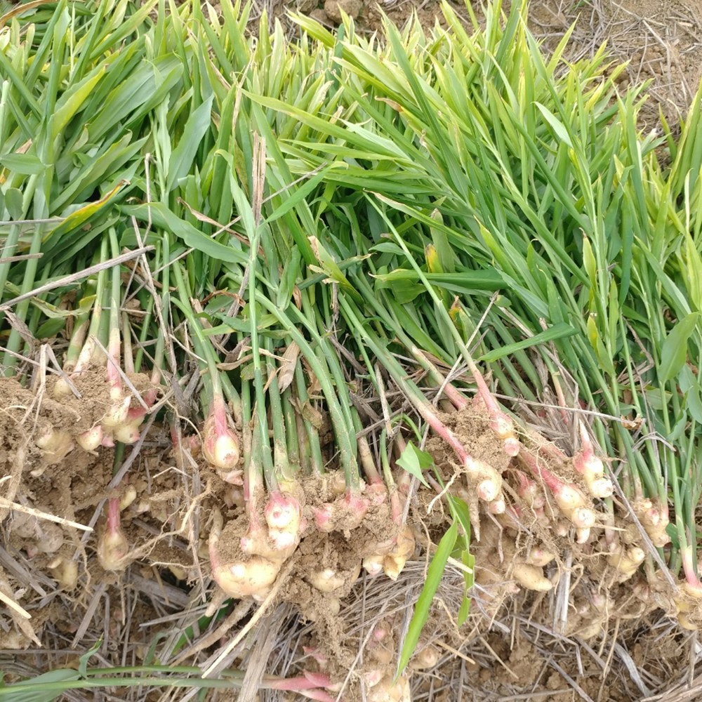 서두생강마을 토종생강 3kg