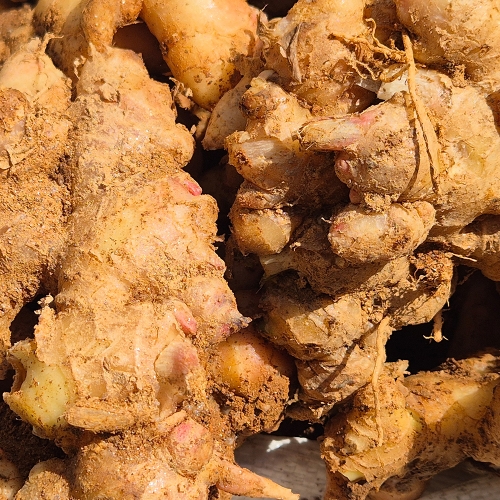 서두생강마을 토종생강 5kg