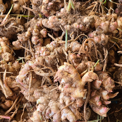 서두생강마을 토종생강 5kg