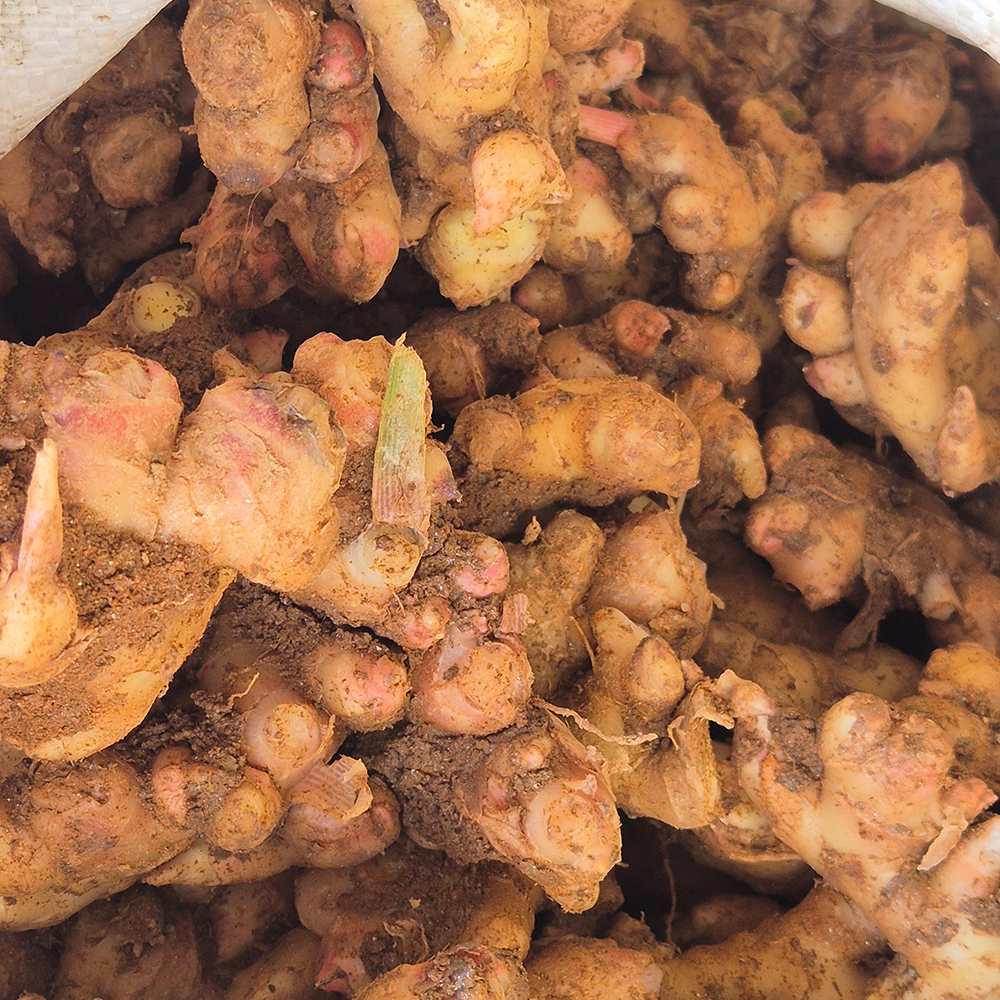 서두생강마을 토종생강 5kg