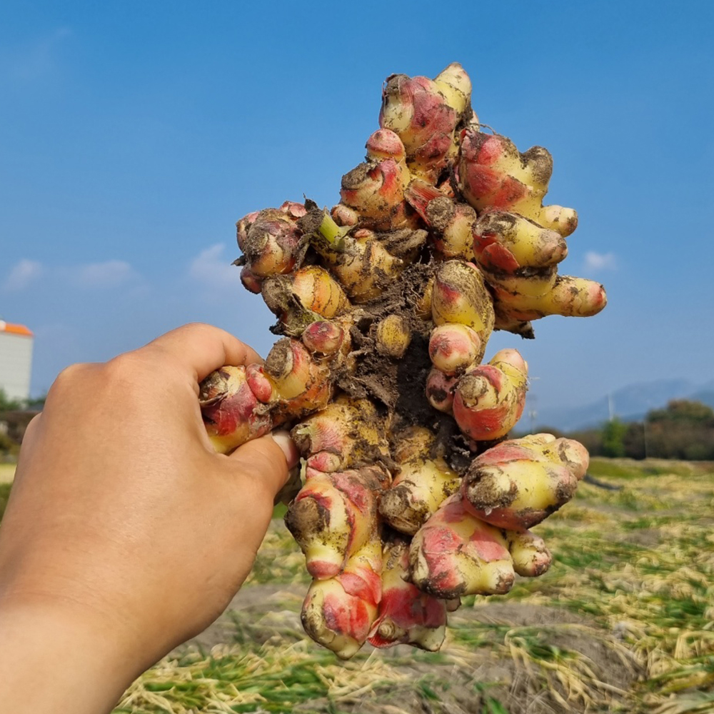 서두생강마을 토종생강 10kg