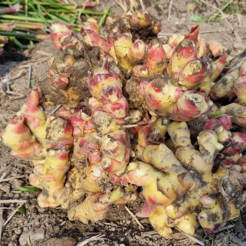 서두생강마을 생강 10kg