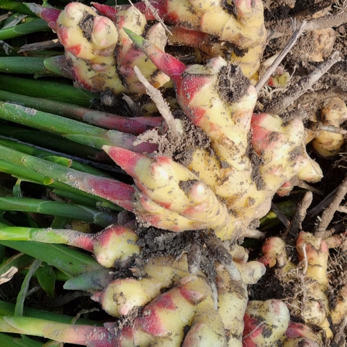 서두생강마을 생강 5kg