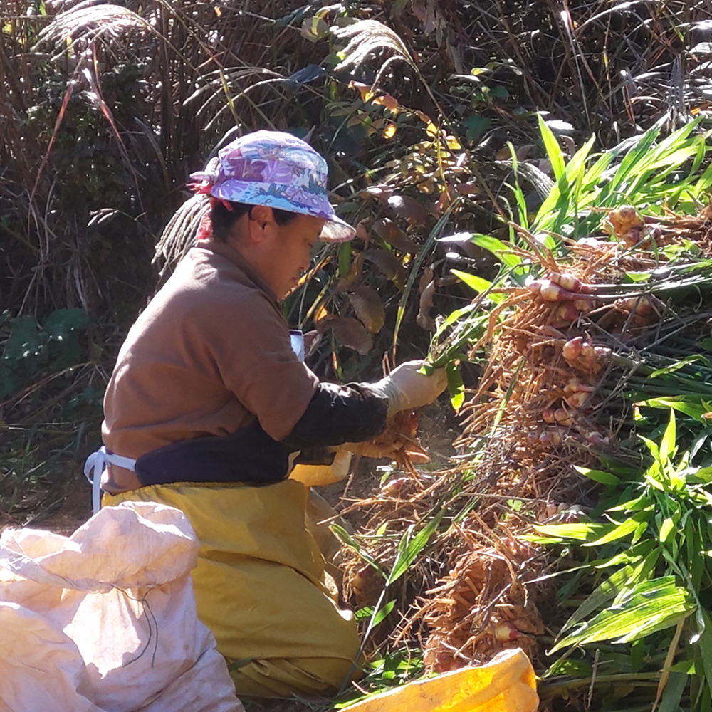 서두생강마을 생강 5kg