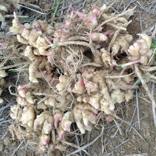 서두생강마을 생강 3kg