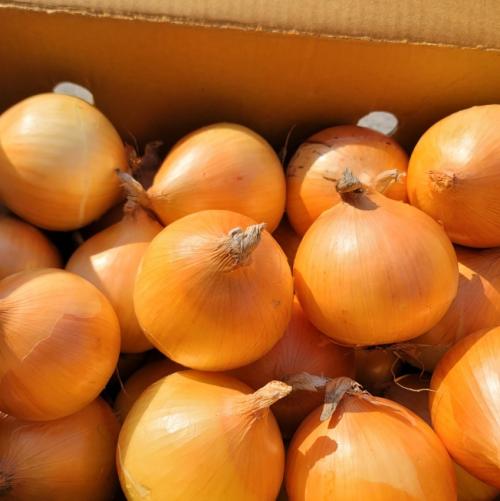 화산농협 화산골 양파 (매주 화/금 발송)