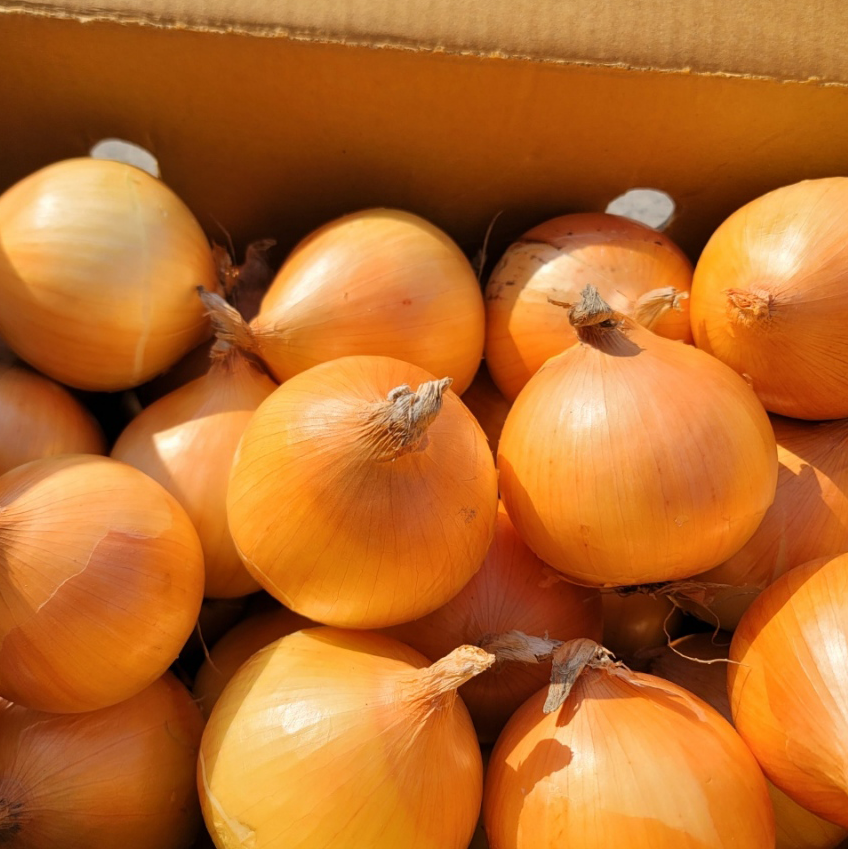 화산농협 화산골 양파 (매주 화/금 발송)