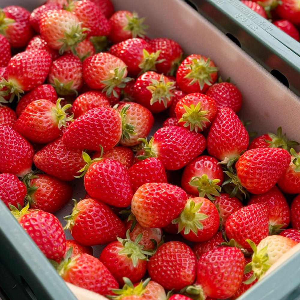 스트롱베리 설향 딸기 850g 이상 /1 박스