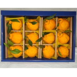 아띠농장 한라봉 5kg