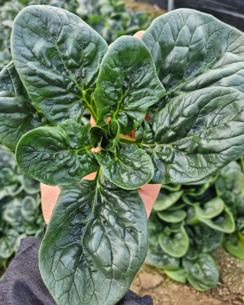 [매주 월 목 발송] 주주농장 제철 하우스 시금치(1kg~3kg)