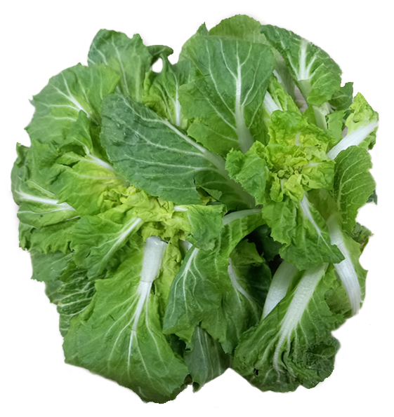 완주로컬푸드 국산 봄동 600g 이상