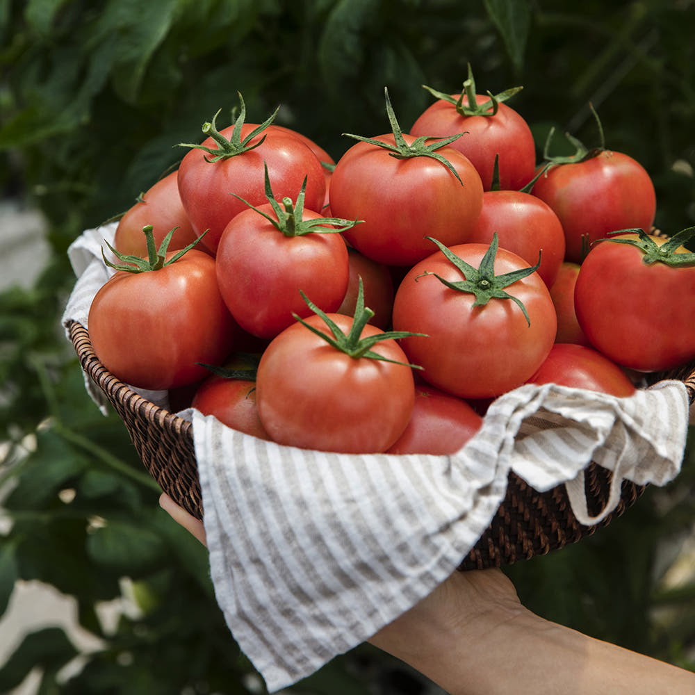 완숙미인 토마토 껍질이 얇은 동양종 찰토마토 GAP 2/4kg 전북 완주