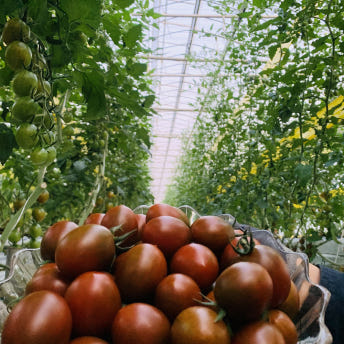 완숙미인 토마토 컬러대추방울토마토 초코대추방울 흑대추 전북 완주