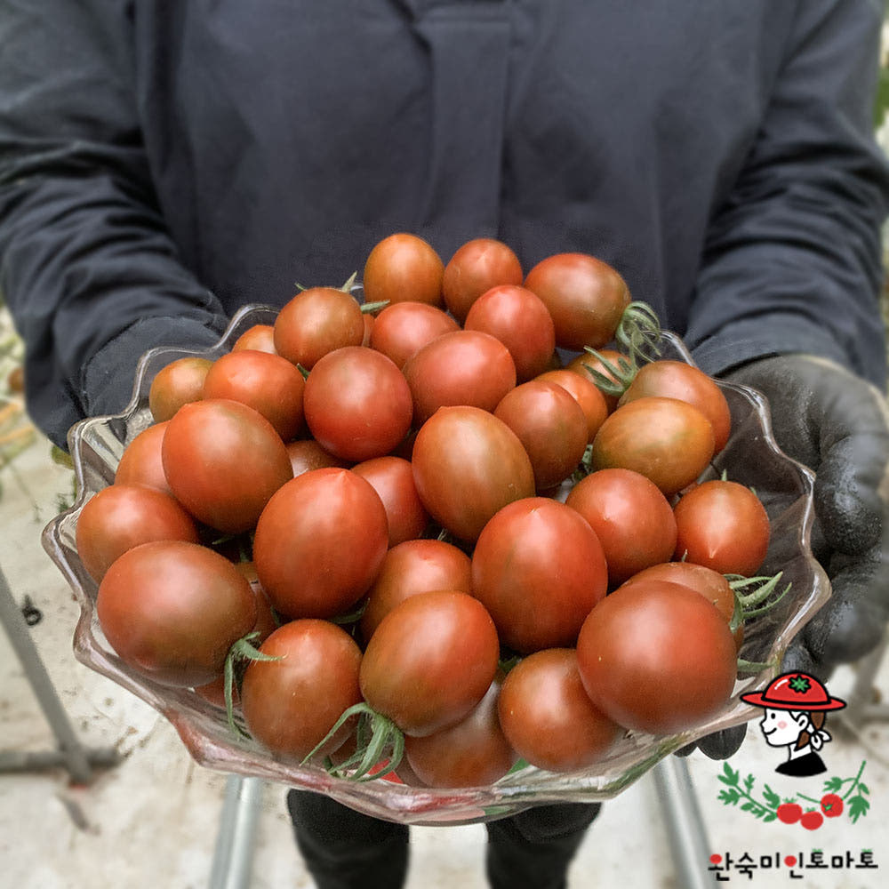 완숙미인 토마토 블랙 초코 대추방울토마토 흑대추 C 2/4kg 전북 완주