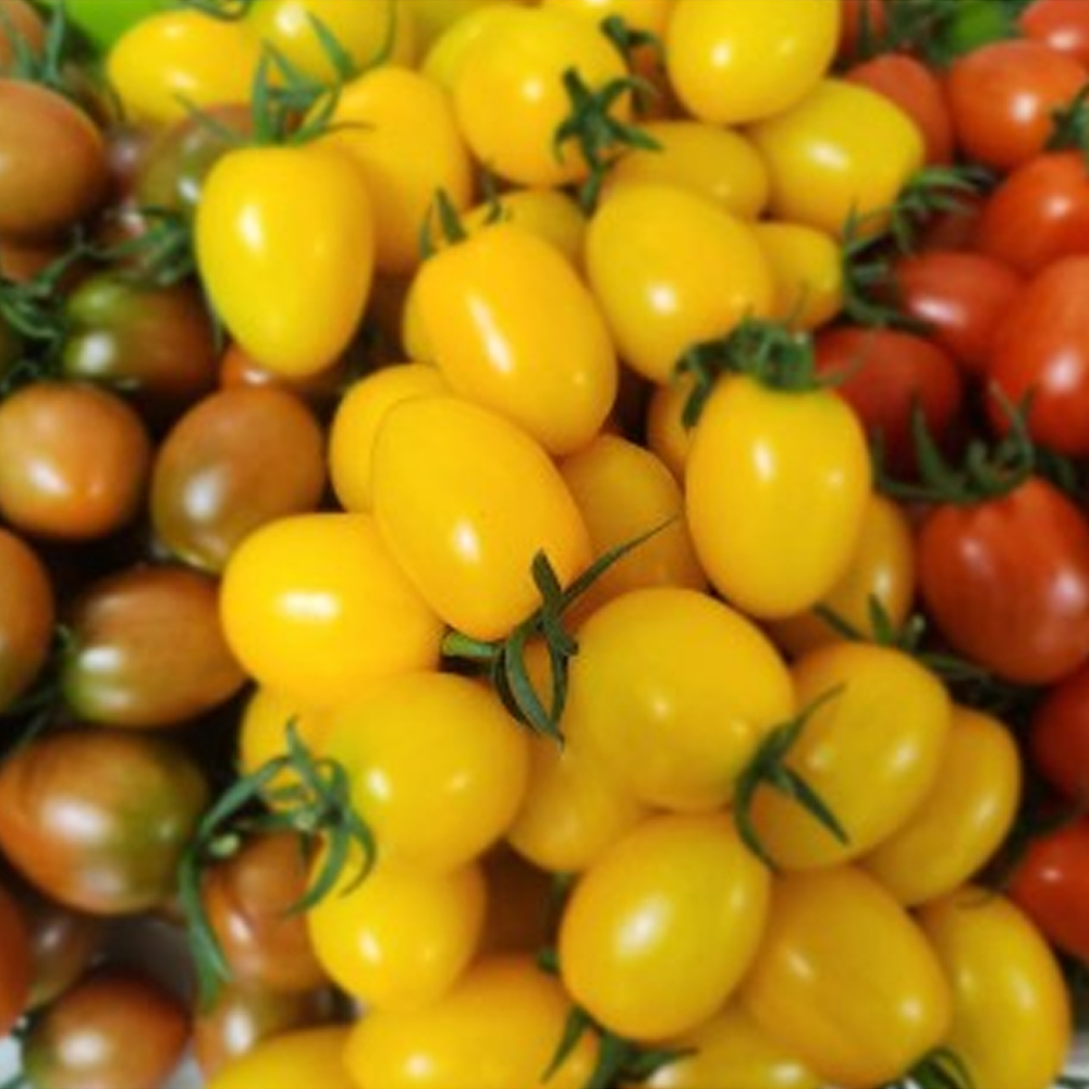 완숙미인토마토 컬러 (노랑 Y 빨강R 초코 C)  대추방울토마토